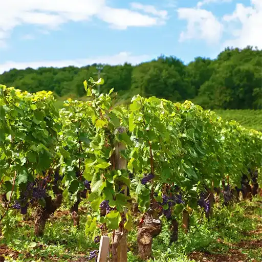 Wohnmobilstellplätze eingebettet inmitten von Weinreben, umgeben von sanften Hügeln und Weingärten – ideal für Weinliebhaber und naturverbundenes Camping.